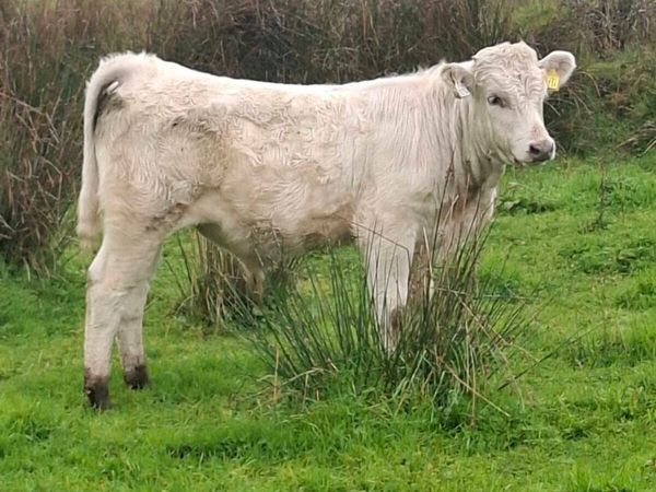 Charolais Weanlings - Main image