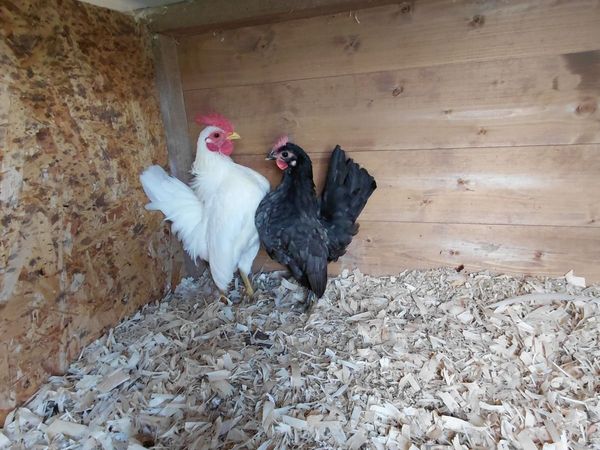 Super quality birds - Main image