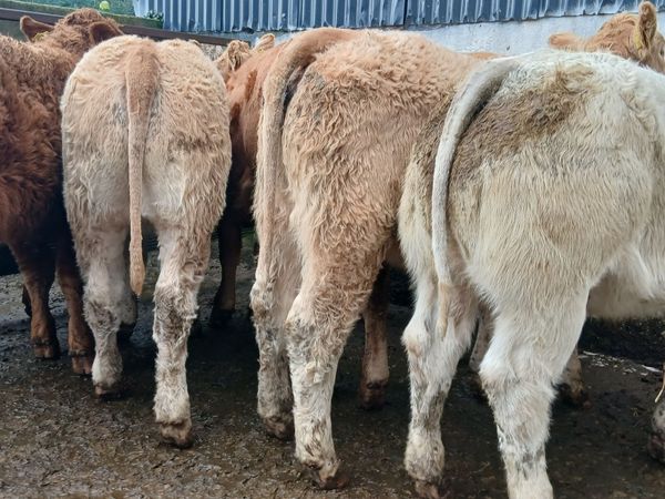 8 U grade weanling-heifers - Main image