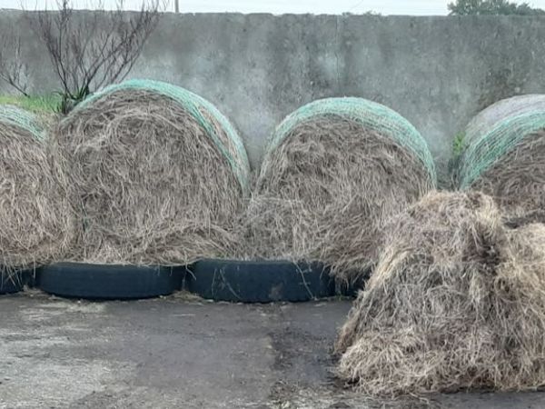 Hay - Main image