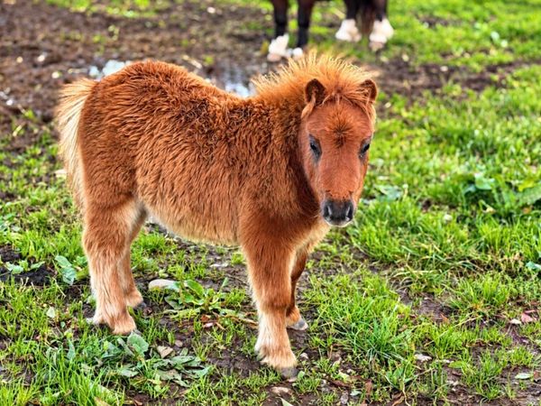 Proper little miniature colt for sale - Main image