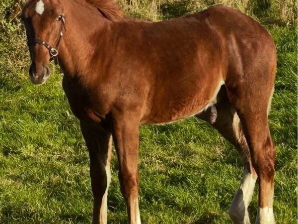 Irish Draught colt foal - Main image