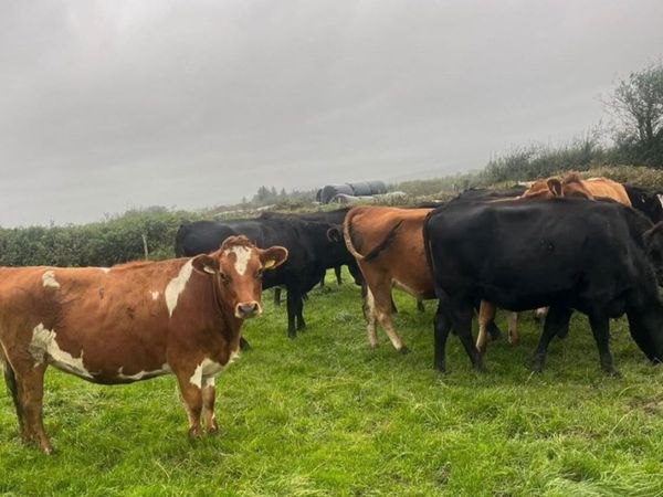 Dairy Cattle - Main image