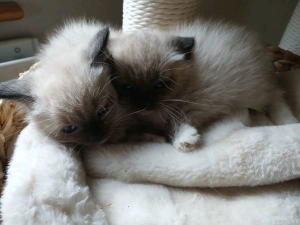 Ragdoll kittens - Main image