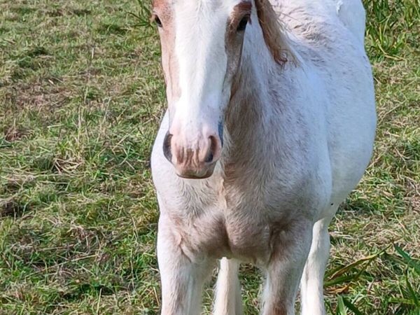 Horse - Main image