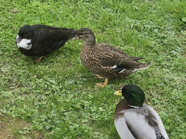 Call ducks - Main image