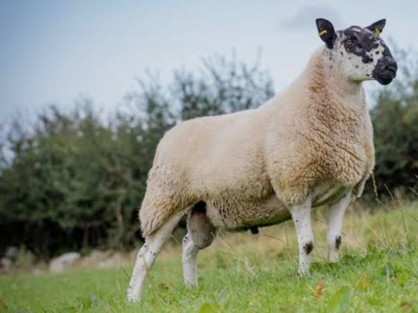 Milford ram wanted - Main image