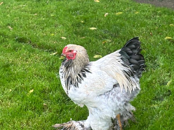 Brahma roosters - Main image