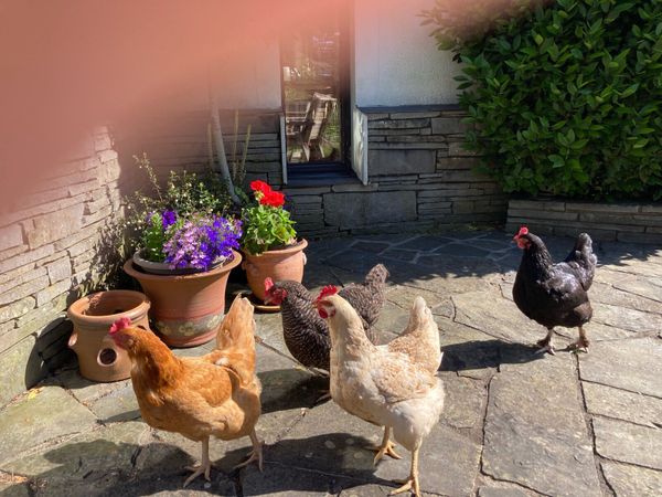 Hens - Main image
