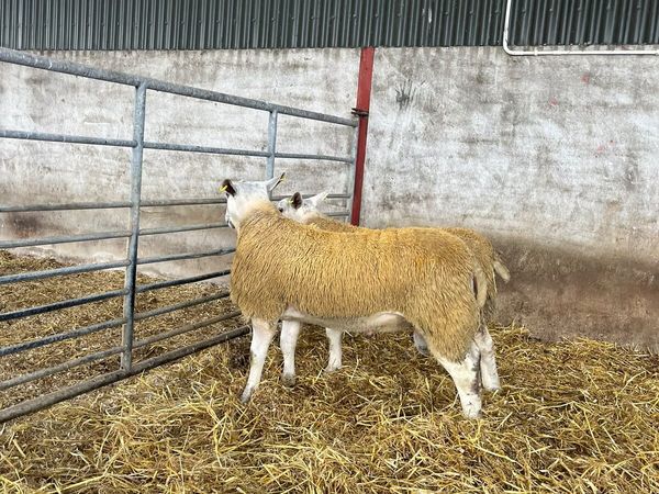 Aberfield rams - Main image