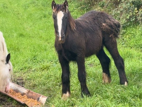 7 month old colt foal for sale - Main image