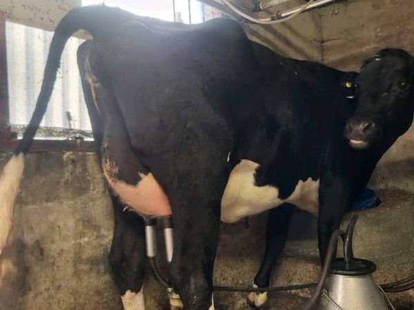 Freshly calved heifer - Main image