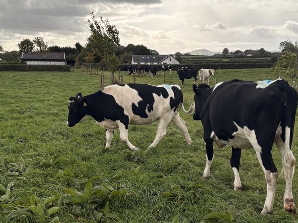 Pedigree Friesian Heifers for Sale - Main image