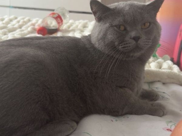 British shorthair - Main image