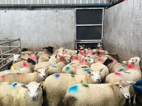 Ewe lambs - Main image