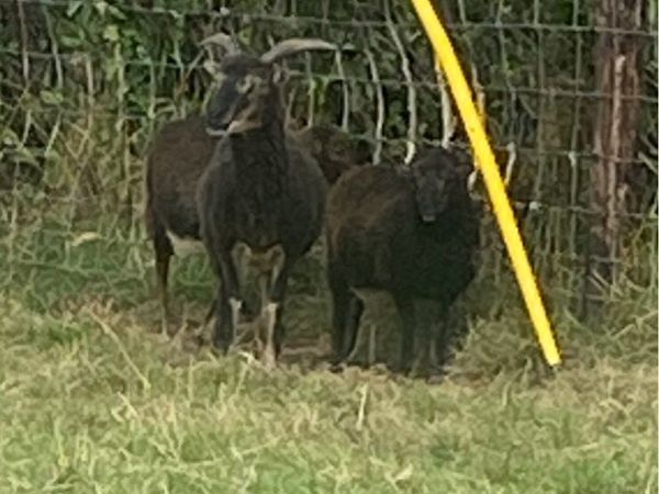 Shetland ewes and Lamb - Main image