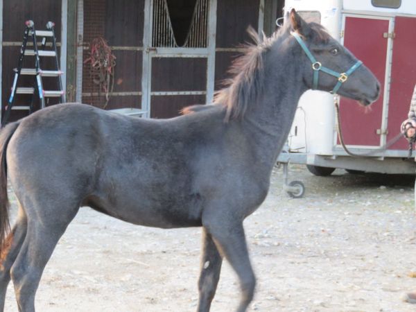 Equine - Main image