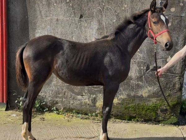 Sport Horse Foal - Main image