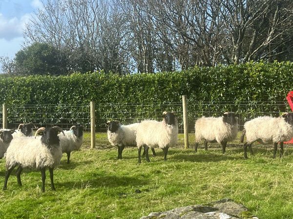 8 Blackface Ewes - Main image