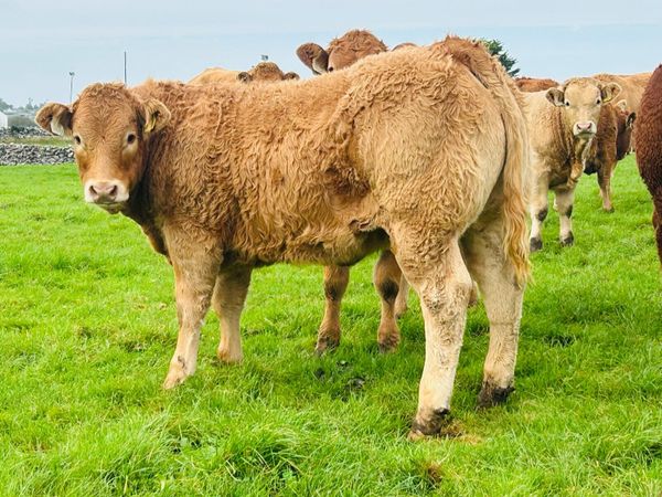 LM Weanling Heifers Ballinasloe Mart Sat 17 Oct - Main image