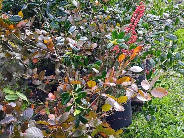 Holly Plants in pots - Main image