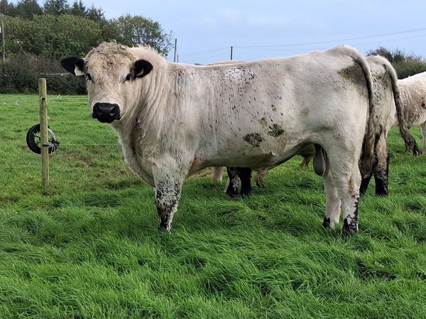 2 X Speckle park bulls for sale - Main image