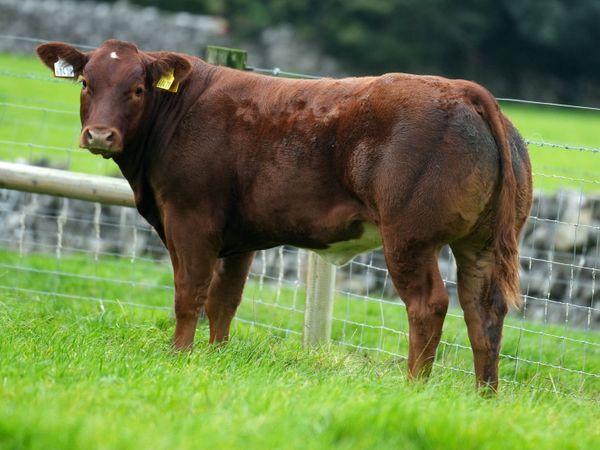 SUPER SHOW HEIFERS - Balla Mart 20th October - Main image