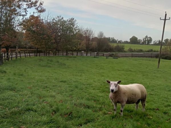 Aberfield shearling ram - Main image