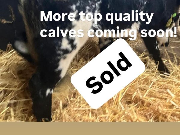 Top Quality Belgian Blue Calves - Main image