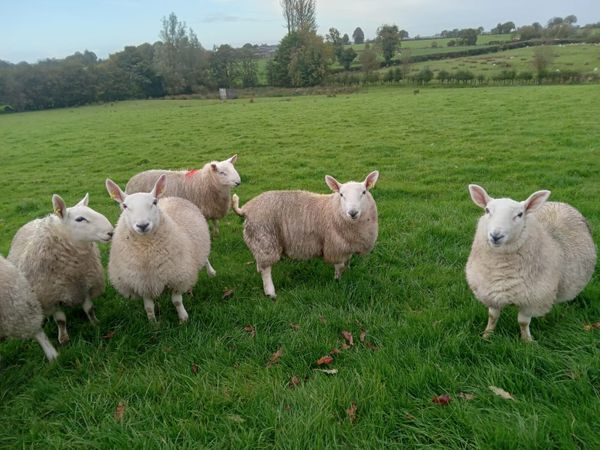 Milford Cheviot and Cheviot ram lambs - Main image