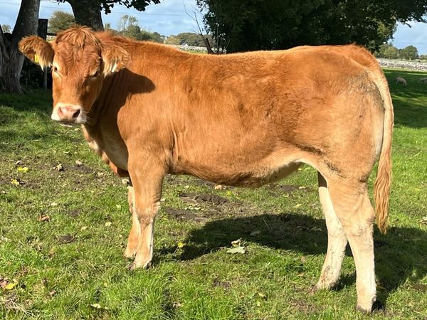 Pedigree Limousin Heifers - Main image