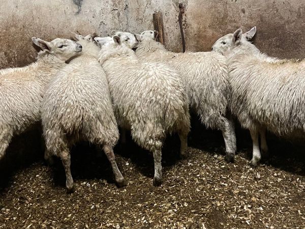 ⭐️EWE LAMBS ⭐️ - Main image
