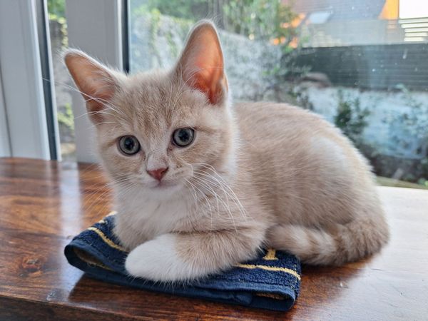 British Shorthair / Scottish fold kitten - Main image