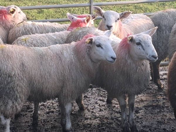20 Ewe Lambs - Main image