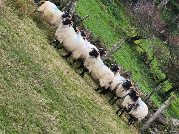 9 mayo/lanark hoggets - Main image
