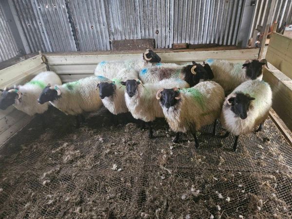 Mayo hoggets - Main image
