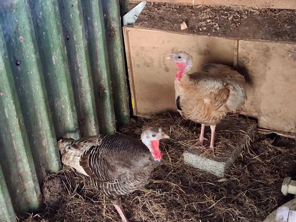 A PAIR OF TURKEYS - Main image