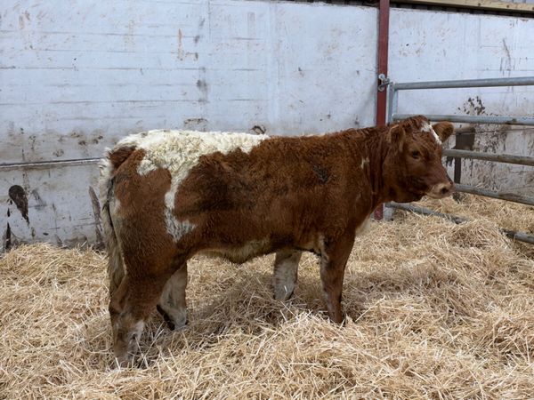 Roaned lim heifer - Main image