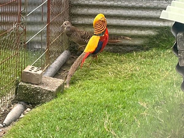 Pheasants - Main image
