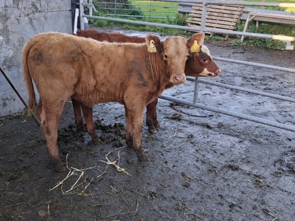 Suckler bred calves for sale - Main image