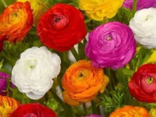 Garden Bulbs - Main image