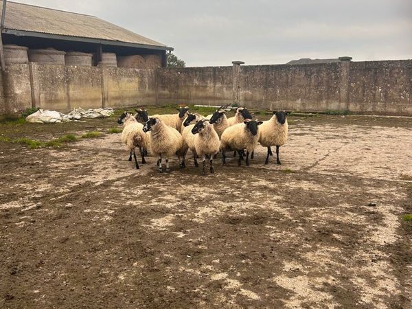 Sheep  for sale - Main image