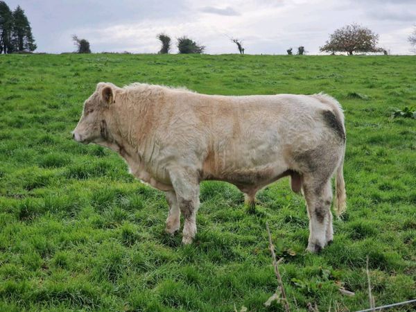Young PBR CH bull and LM bull weanling - Main image