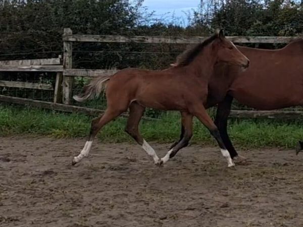 Filly foal - Main image