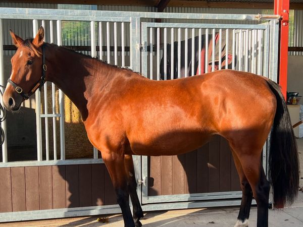 Mare in foal - Main image