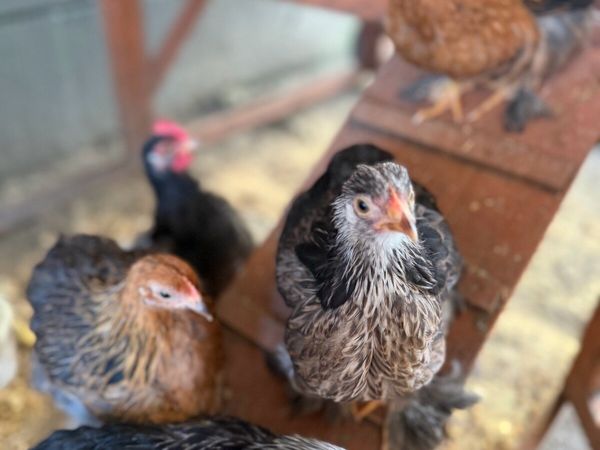 Pekin bantams - Main image