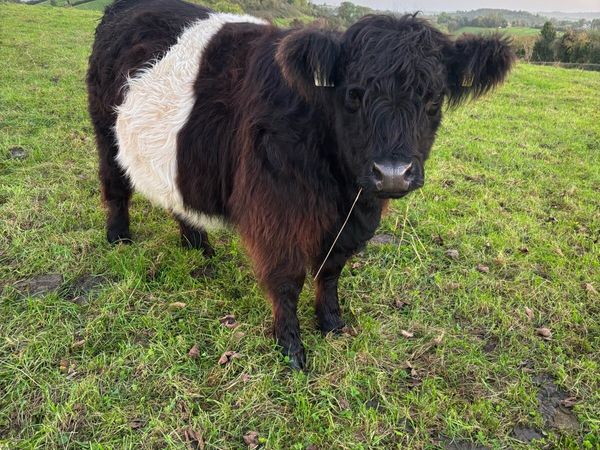 Organic Belted Galllway in calf heifers - Main image