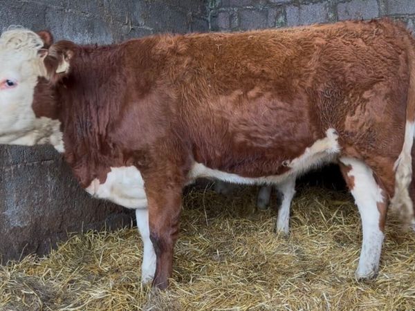 2 smashing Whithead heifers - Main image