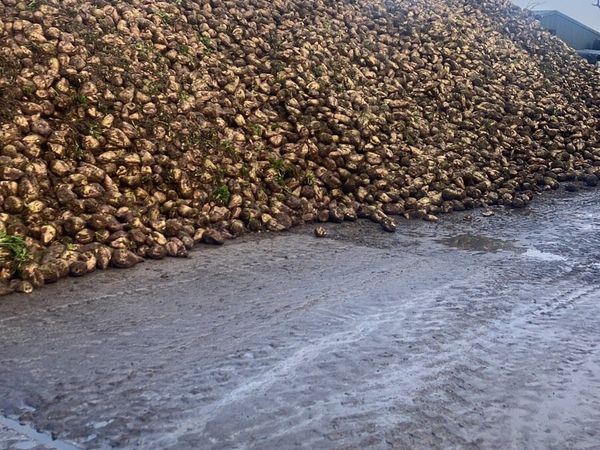 Beet - Main image