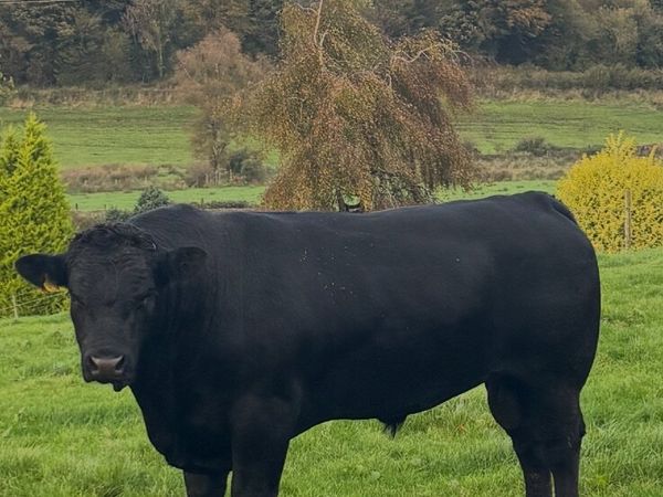 Aberdeen Angus Bull - Main image